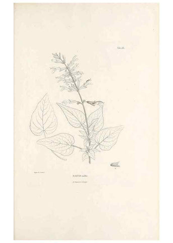 Reproducción/Reproduction 49521471811: Nova genera et species plantarum :. Antverpiae :Ex officina Christophori Plantini ...,1576.. 