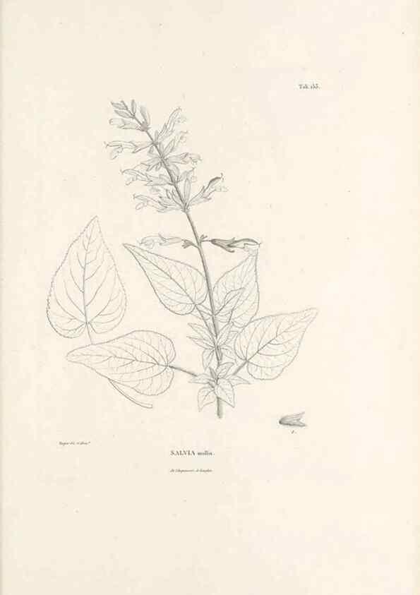 Reproducción/Reproduction 49521471811: Nova genera et species plantarum :. Antverpiae :Ex officina Christophori Plantini ...,1576.. 