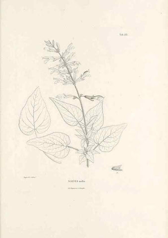 Reproducción/Reproduction 49521471811: Nova genera et species plantarum :. Antverpiae :Ex officina Christophori Plantini ...,1576.. 