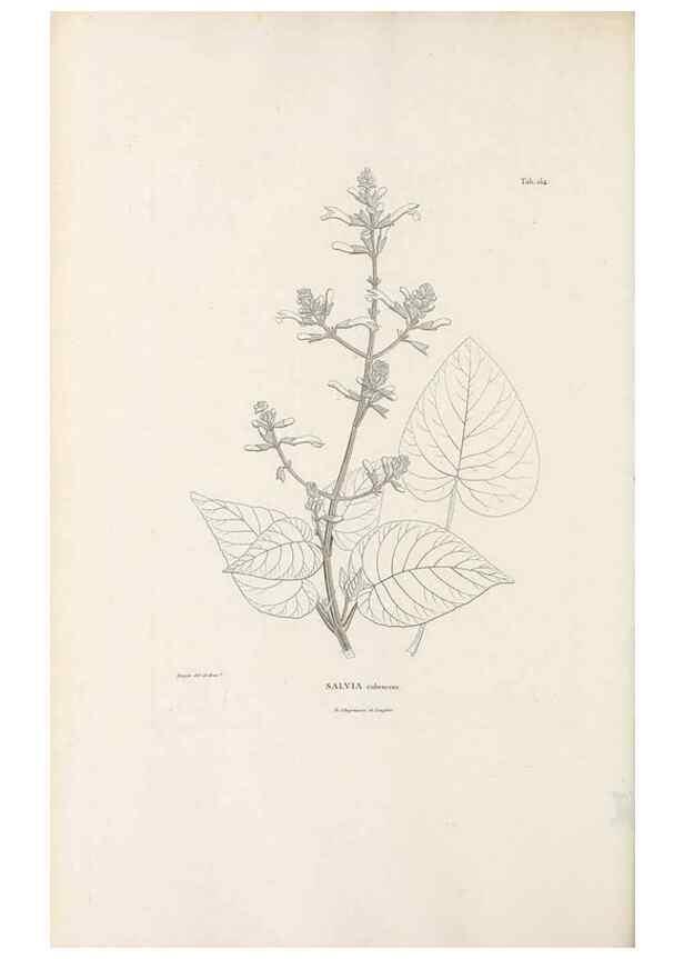 Reproducción/Reproduction 49521682642: Nova genera et species plantarum :. Antverpiae :Ex officina Christophori Plantini ...,1576.. 