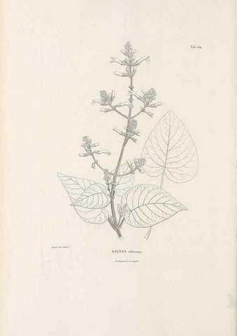 Reproducción/Reproduction 49521682642: Nova genera et species plantarum :. Antverpiae :Ex officina Christophori Plantini ...,1576.. 