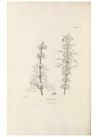 Reproducción/Reproduction 49521472511: Nova genera et species plantarum :. Antverpiae :Ex officina Christophori Plantini ...,1576.. 