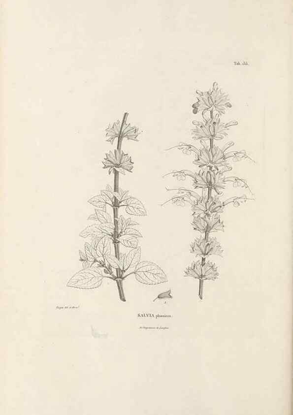 Reproducción/Reproduction 49521472511: Nova genera et species plantarum :. Antverpiae :Ex officina Christophori Plantini ...,1576.. 