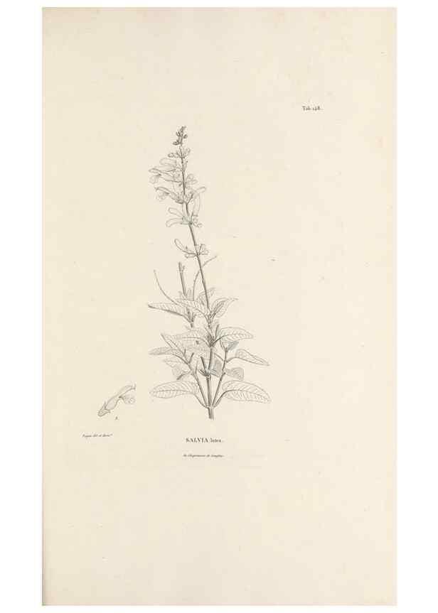 Reproducción/Reproduction 49520944293: Nova genera et species plantarum :. Antverpiae :Ex officina Christophori Plantini ...,1576.. 