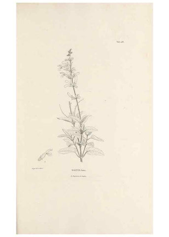 Reproducción/Reproduction 49520944293: Nova genera et species plantarum :. Antverpiae :Ex officina Christophori Plantini ...,1576.. 