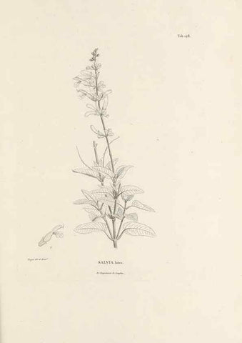 Reproducción/Reproduction 49520944293: Nova genera et species plantarum :. Antverpiae :Ex officina Christophori Plantini ...,1576.. 