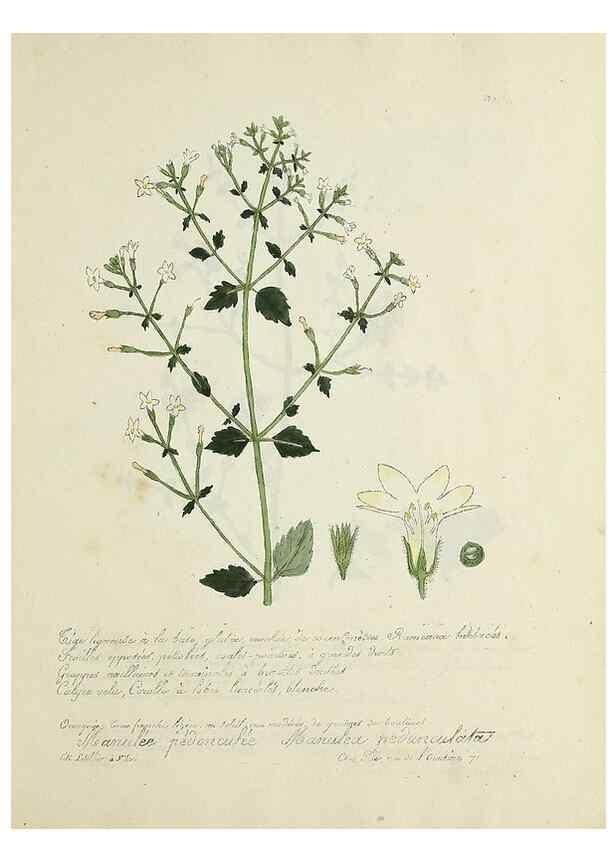 Reproducción/Reproduction 49500902653: Flore universelle. Saint-Denis :Au Bureau et chez Meilhac :[1848]-[1849]. 