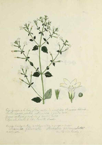 Reproducción/Reproduction 49500902653: Flore universelle. Saint-Denis :Au Bureau et chez Meilhac :[1848]-[1849]. 