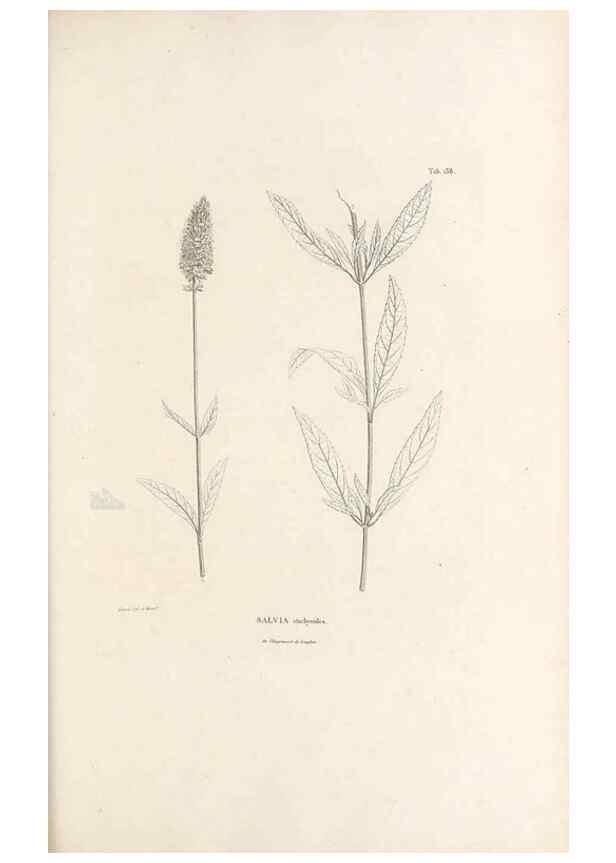 Reproducción/Reproduction 49521466751: Nova genera et species plantarum :. Antverpiae :Ex officina Christophori Plantini ...,1576.. 