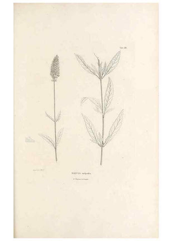 Reproducción/Reproduction 49521466751: Nova genera et species plantarum :. Antverpiae :Ex officina Christophori Plantini ...,1576.. 