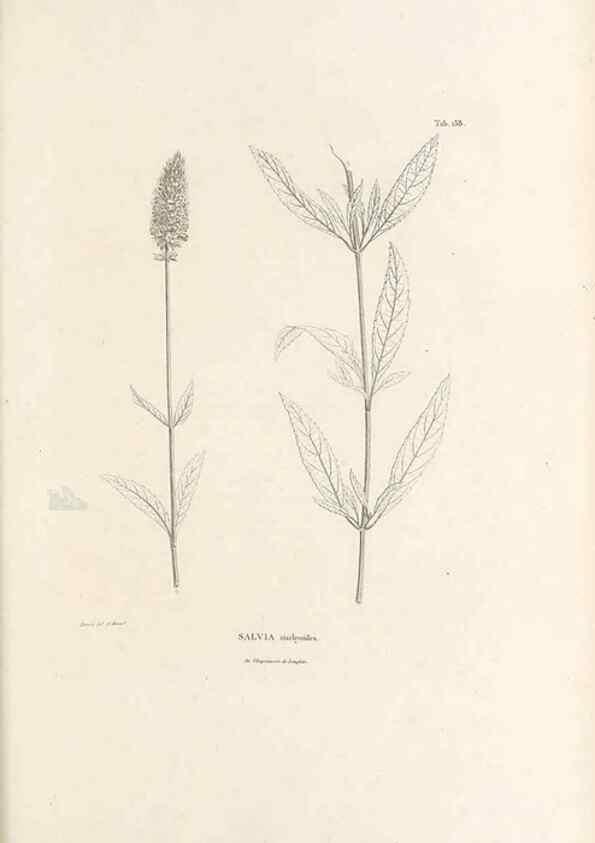 Reproducción/Reproduction 49521466751: Nova genera et species plantarum :. Antverpiae :Ex officina Christophori Plantini ...,1576.. 