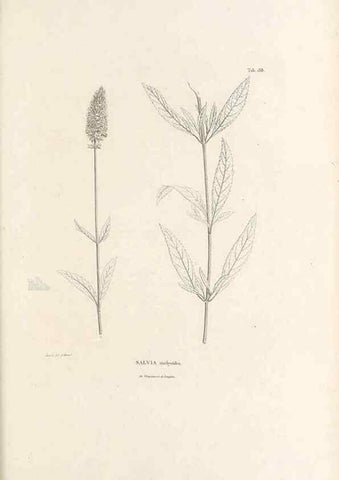 Reproducción/Reproduction 49521466751: Nova genera et species plantarum :. Antverpiae :Ex officina Christophori Plantini ...,1576.. 
