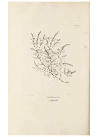 Reproducción/Reproduction 49521676417: Nova genera et species plantarum :. Antverpiae :Ex officina Christophori Plantini ...,1576.. 