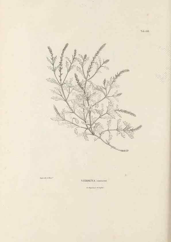 Reproducción/Reproduction 49521676417: Nova genera et species plantarum :. Antverpiae :Ex officina Christophori Plantini ...,1576.. 