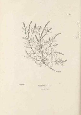 Reproducción/Reproduction 49521676417: Nova genera et species plantarum :. Antverpiae :Ex officina Christophori Plantini ...,1576.. 