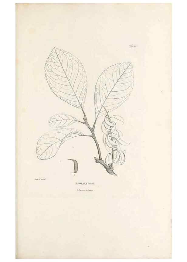 Reproducción/Reproduction 49520934698: Nova genera et species plantarum :. Antverpiae :Ex officina Christophori Plantini ...,1576.. 