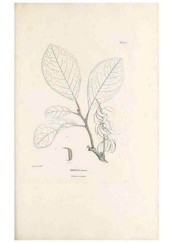 Reproducción/Reproduction 49520934698: Nova genera et species plantarum :. Antverpiae :Ex officina Christophori Plantini ...,1576.. 