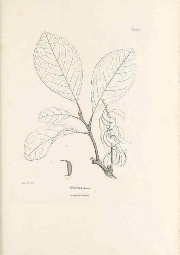 Reproducción/Reproduction 49520934698: Nova genera et species plantarum :. Antverpiae :Ex officina Christophori Plantini ...,1576.. 