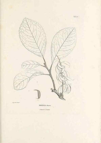 Reproducción/Reproduction 49520934698: Nova genera et species plantarum :. Antverpiae :Ex officina Christophori Plantini ...,1576.. 