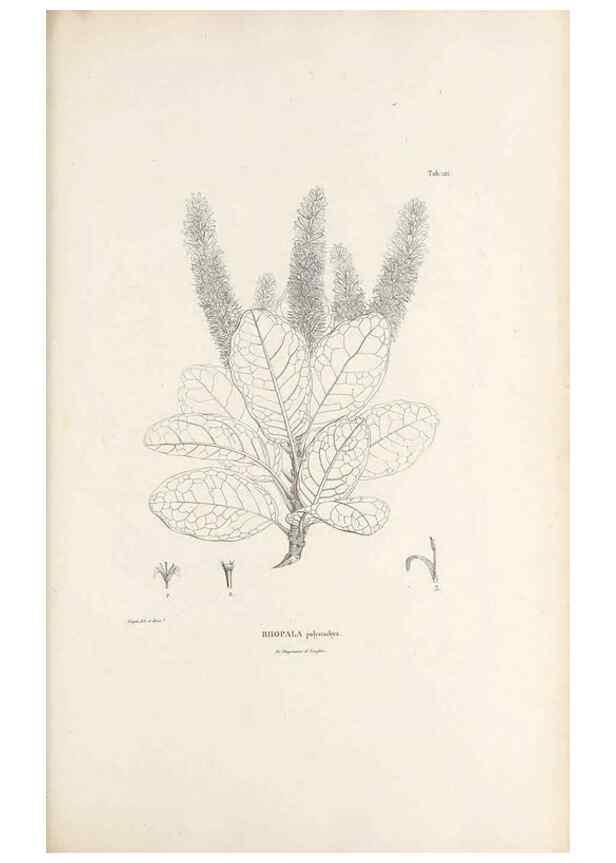Reproducción/Reproduction 49521671652: Nova genera et species plantarum :. Antverpiae :Ex officina Christophori Plantini ...,1576.. 