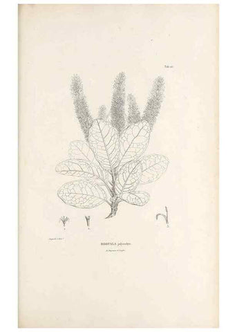 Reproducción/Reproduction 49521671652: Nova genera et species plantarum :. Antverpiae :Ex officina Christophori Plantini ...,1576.. 