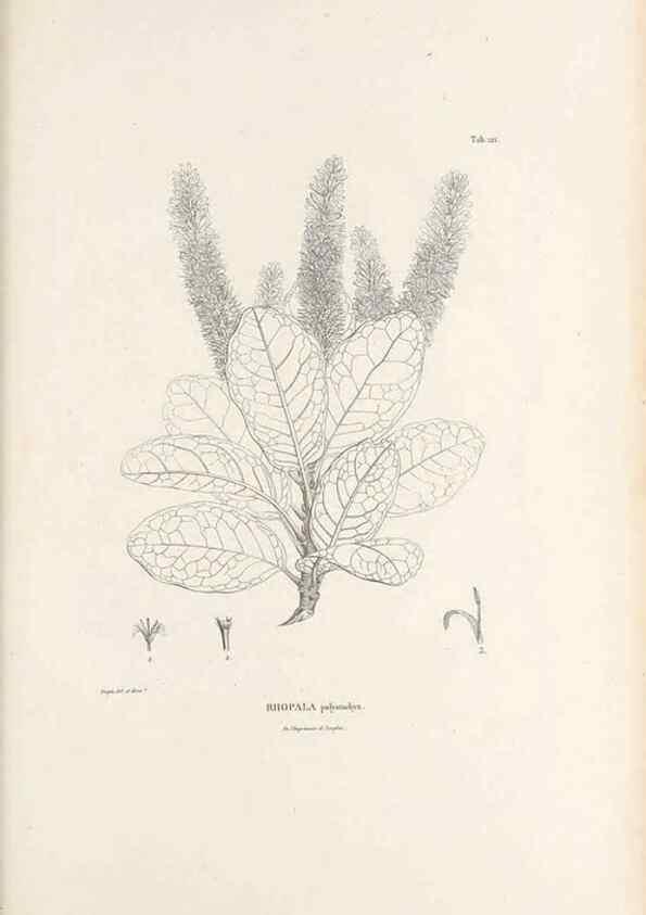 Reproducción/Reproduction 49521671652: Nova genera et species plantarum :. Antverpiae :Ex officina Christophori Plantini ...,1576.. 