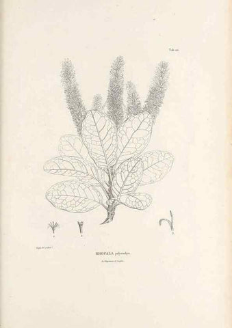 Reproducción/Reproduction 49521671652: Nova genera et species plantarum :. Antverpiae :Ex officina Christophori Plantini ...,1576.. 