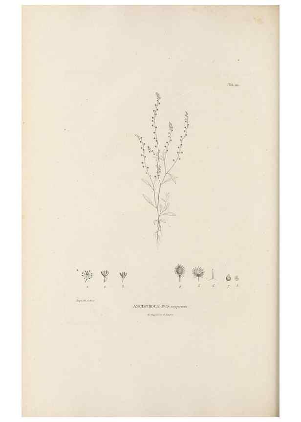 Reproducción/Reproduction 49521461446: Nova genera et species plantarum :. Antverpiae :Ex officina Christophori Plantini ...,1576.. 