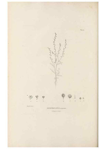 Reproducción/Reproduction 49521461446: Nova genera et species plantarum :. Antverpiae :Ex officina Christophori Plantini ...,1576.. 