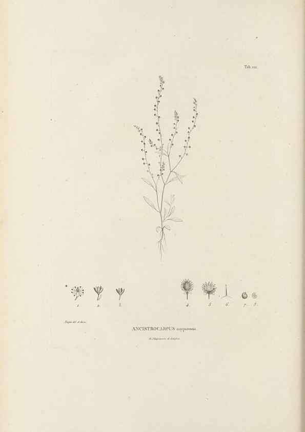 Reproducción/Reproduction 49521461446: Nova genera et species plantarum :. Antverpiae :Ex officina Christophori Plantini ...,1576.. 