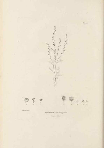Reproducción/Reproduction 49521461446: Nova genera et species plantarum :. Antverpiae :Ex officina Christophori Plantini ...,1576.. 