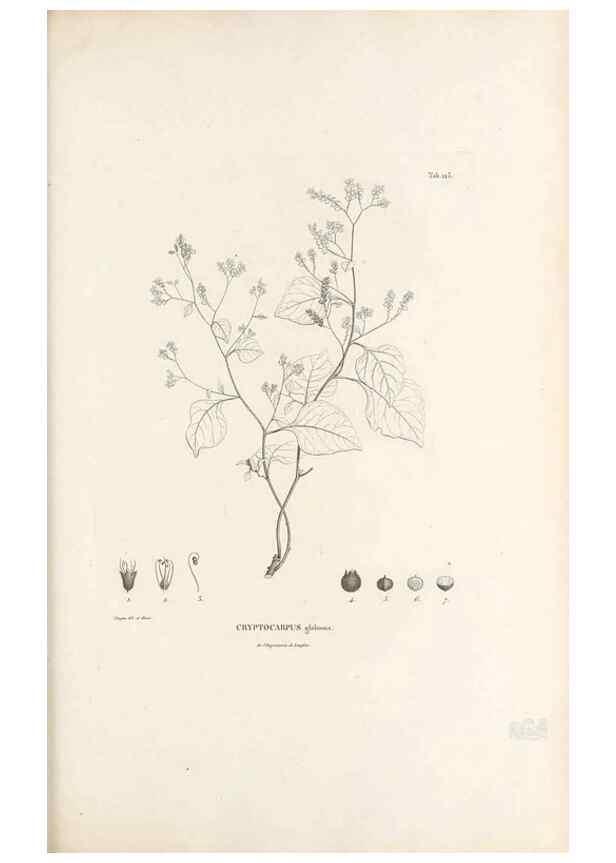 Reproducción/Reproduction 49521461816: Nova genera et species plantarum :. Antverpiae :Ex officina Christophori Plantini ...,1576.. 