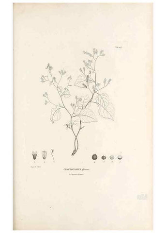 Reproducción/Reproduction 49521461816: Nova genera et species plantarum :. Antverpiae :Ex officina Christophori Plantini ...,1576.. 