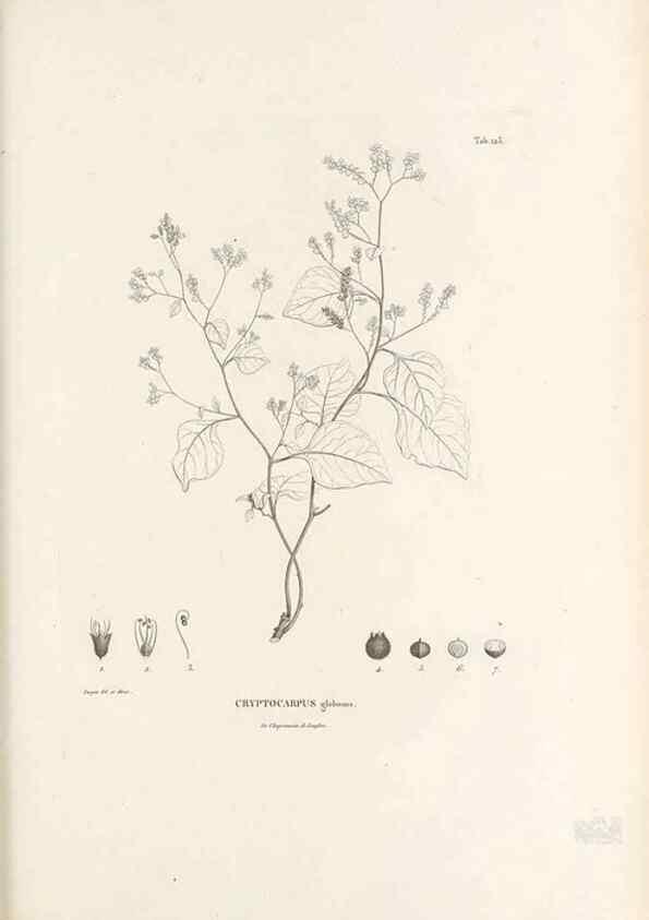 Reproducción/Reproduction 49521461816: Nova genera et species plantarum :. Antverpiae :Ex officina Christophori Plantini ...,1576.. 