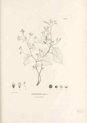 Reproducción/Reproduction 49521461816: Nova genera et species plantarum :. Antverpiae :Ex officina Christophori Plantini ...,1576.. 