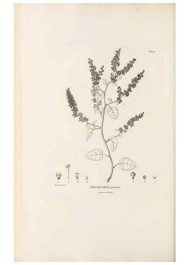 Reproducción/Reproduction 49521672712: Nova genera et species plantarum :. Antverpiae :Ex officina Christophori Plantini ...,1576.. 