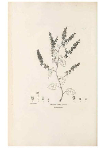 Reproducción/Reproduction 49521672712: Nova genera et species plantarum :. Antverpiae :Ex officina Christophori Plantini ...,1576.. 