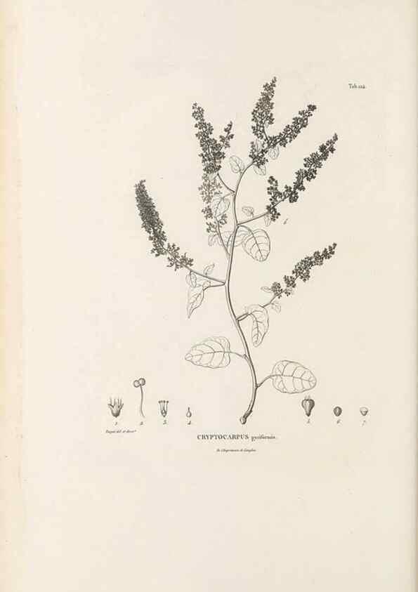 Reproducción/Reproduction 49521672712: Nova genera et species plantarum :. Antverpiae :Ex officina Christophori Plantini ...,1576.. 