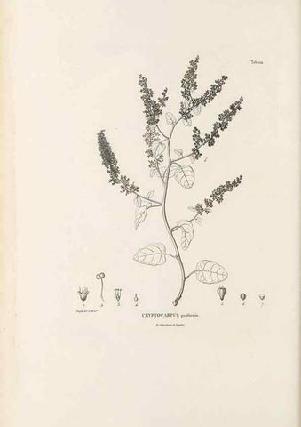 Reproducción/Reproduction 49521672712: Nova genera et species plantarum :. Antverpiae :Ex officina Christophori Plantini ...,1576.. 
