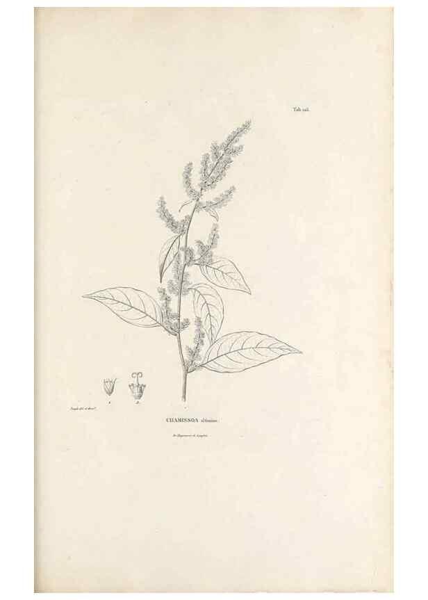 Reproducción/Reproduction 49520936493: Nova genera et species plantarum :. Antverpiae :Ex officina Christophori Plantini ...,1576.. 