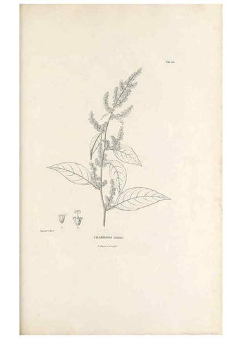 Reproducción/Reproduction 49520936493: Nova genera et species plantarum :. Antverpiae :Ex officina Christophori Plantini ...,1576.. 