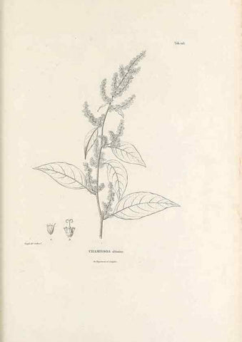 Reproducción/Reproduction 49520936493: Nova genera et species plantarum :. Antverpiae :Ex officina Christophori Plantini ...,1576.. 
