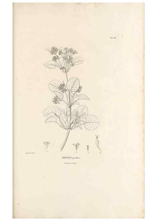 Reproducción/Reproduction 49521462926: Nova genera et species plantarum :. Antverpiae :Ex officina Christophori Plantini ...,1576.. 