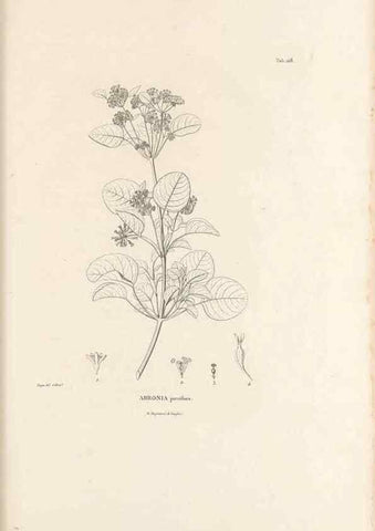 Reproducción/Reproduction 49521462926: Nova genera et species plantarum :. Antverpiae :Ex officina Christophori Plantini ...,1576.. 