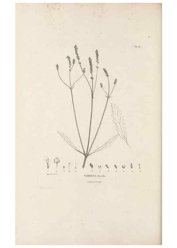 Reproducción/Reproduction 49521676782: Nova genera et species plantarum :. Antverpiae :Ex officina Christophori Plantini ...,1576.. 