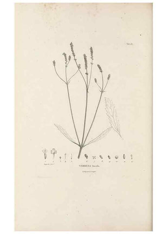 Reproducción/Reproduction 49521676782: Nova genera et species plantarum :. Antverpiae :Ex officina Christophori Plantini ...,1576.. 