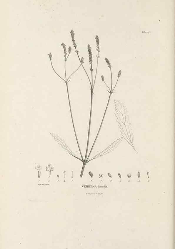 Reproducción/Reproduction 49521676782: Nova genera et species plantarum :. Antverpiae :Ex officina Christophori Plantini ...,1576.. 