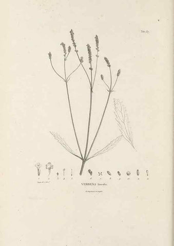 Reproducción/Reproduction 49521676782: Nova genera et species plantarum :. Antverpiae :Ex officina Christophori Plantini ...,1576.. 