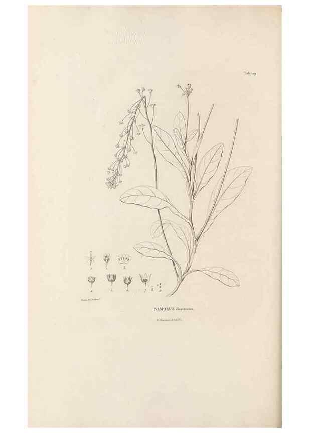 Reproducción/Reproduction 49521463246: Nova genera et species plantarum :. Antverpiae :Ex officina Christophori Plantini ...,1576.. 