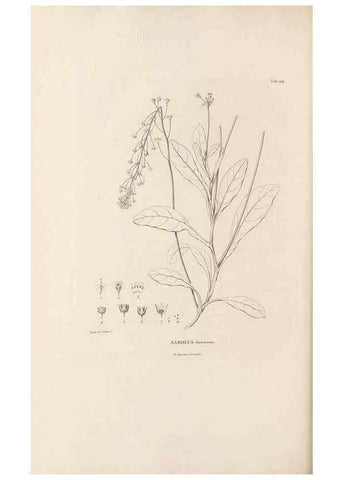 Reproducción/Reproduction 49521463246: Nova genera et species plantarum :. Antverpiae :Ex officina Christophori Plantini ...,1576.. 